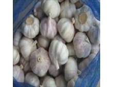 FRESH GARLIC