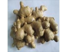 FRESH GINGER